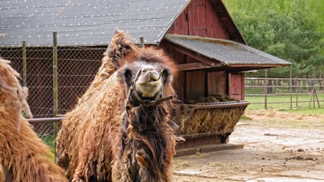 Bactrian-Camel-Chews-Hay---slow-motion