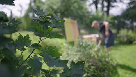Beekeeper-Farmer-in-Bee-Farm-Working-inspecting-a-Bee-Hive-Frame-Honeycomb-then-Put-it-on-the-Ground,-Green-Tree-Leaves-in-Foreground,-Defocused-Blurred-Background