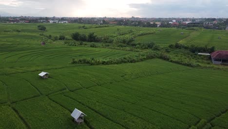 Luftaufnahme,-Die-über-Ländliche-Reisfelder-In-Canggu,-Bali-Fliegt
