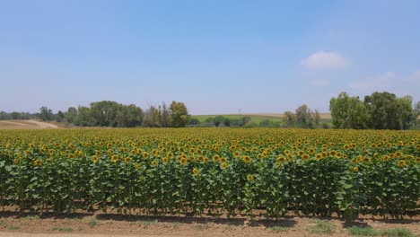 Sunflower-Field-at-Sdot-Negev-Israel