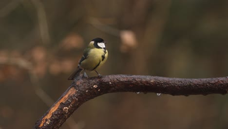 Bright-Great-tit-on-dripping-wet-brown-branch-look-around-and-fly-out-of-frame