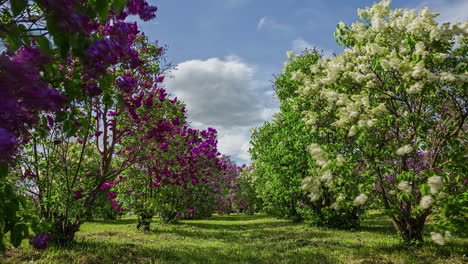 Statische-Aufnahme-Wunderschöner-Reihen-Blühender-Fliederbäume-Mit-Violetten-Und-Weißen-Blüten-An-Einem-Bewölkten-Tag-Im-Zeitraffer
