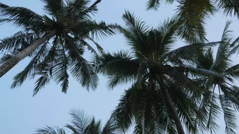 Blick-Auf-Kokospalmen-Gegen-Himmel-In-Strandnähe-Auf-Der-Tropischen-Insel-Mit-Sonnenlicht-Durch