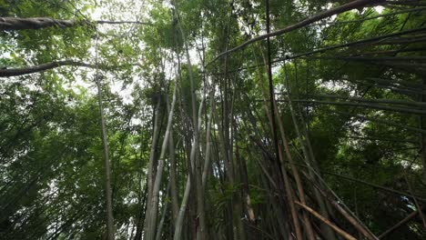 Weitwinkelaufnahmen-Von-Bambuspflanzen-Mit-Dichtem-Blattwerk