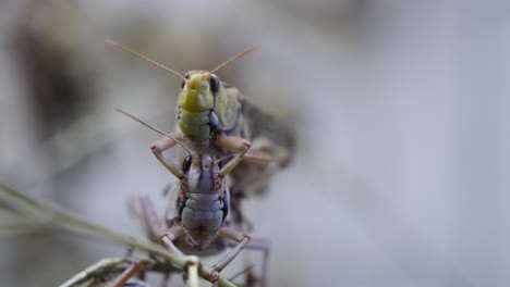 Couple-of-Grasshoppers-having-sex-on-branch-and-falling-down-in-wilderness---close-up-shot