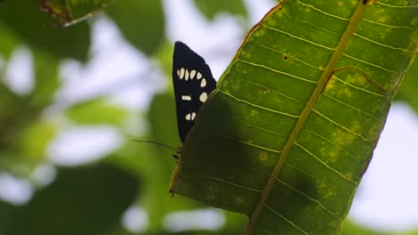 butterfly-perched-on-a-leaves-in-the-bushes-hd-video