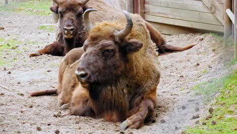 Dos-Bisontes-Europeos-Somnolientos-Tirados-En-El-Suelo-Descansando-En-El-Parque-De-Animales