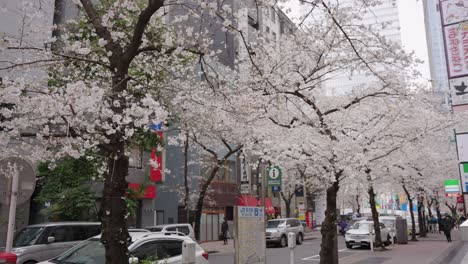 Spring-in-Tokyo,-Cherry-Blossoms-Bloom-on-City-Street