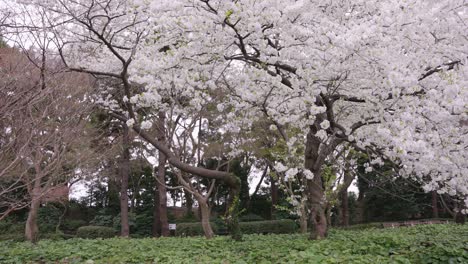 árbol-De-Flor-De-Sakura-En-Primavera,-Jardines-Imperiales-De-Tokio-4k