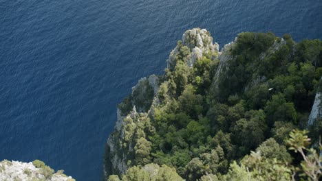 Detail-shot-of-some-vegetation,-in-the-Island-of-Capri,-during-a-sunny-morning-in-Spring