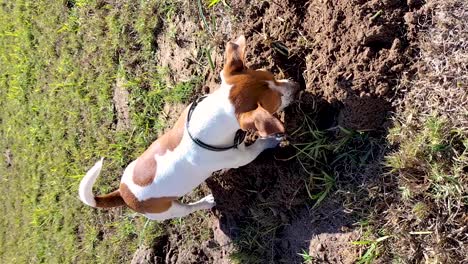 Jack-Russell-digging-in-grass-looking-for-moles