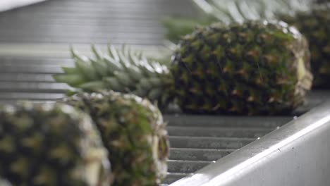 Close-up-of-pineapple-passing-by-in-a-conveyor-belt