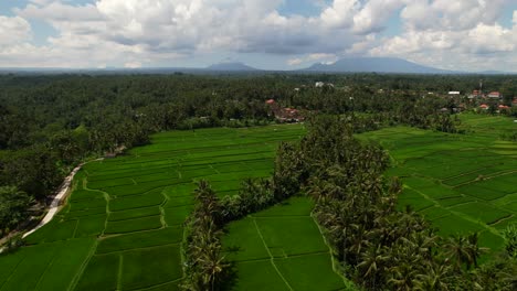 Pintoresco-Valle-De-Cocoteros-Y-Campo-De-Arroz-Verde-En-Bali,-Indonesia
