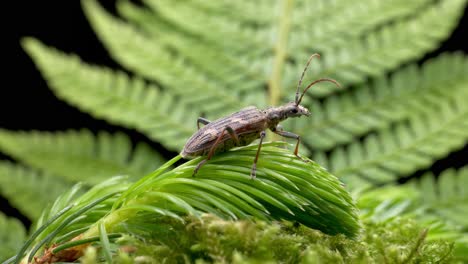 A-Two-banded-Longhorn-Beetle-Perching-On-Green-Foliage-In-Forest-Then-Fly-Away