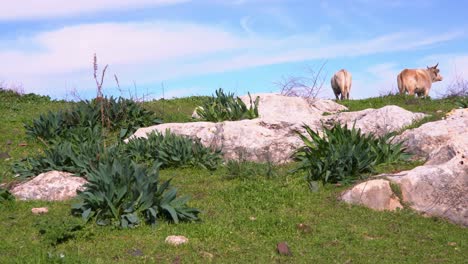 two-white-cows-stand-with-the-backed-facing-the-camera-on-a-rocky-and-grass-hillside-and-look-away-to-the-horizion,-cloudy-light-blue-sky