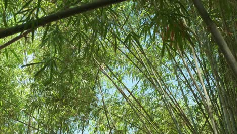 static-shot-of-Bamboo-canes-with-dense-foliage