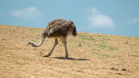Common-Ostrich-Pecking-Food-On-Its-Natural-Habitat-In-Anseong-Farmland,-South-Korea