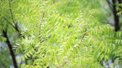 A-branch-of-neem-tree-leaves