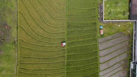 Rice-paddies-in-Canggu,-Bali-Indonesia,-drone-flight-over-the-fields,-4k,-day-time