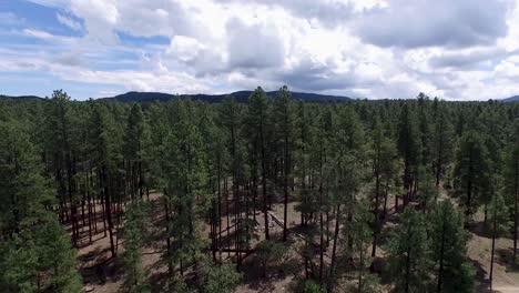 Drone-aerial-footage-of-the-pine-forest-of-the-Prescott-National-Forrest,
