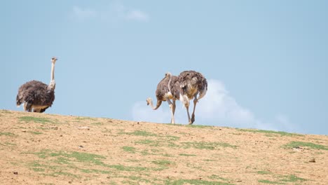 Three-Ostriches-On-A-Hill
