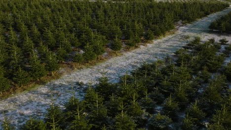 drone-rotating-over-Christmas-pine-tree-plantation