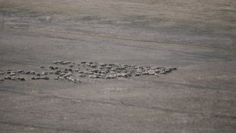 Telephoto-view-of-a-flock-of-sheep-in-the-distance-in-the-open-fields-of-Dobrudja-Region,-Romania