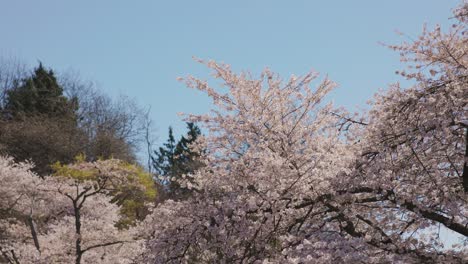 Mano-De-Cerezos-En-Las-Copas-De-Los-árboles-Cubiertos-De-Delicadas-Flores-Rosas-Durante-La-Primavera,-Vancouver,-Columbia-Británica,-Canadá