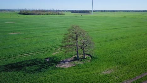 Aerial-view-of-a-lone-leafless-oak-tree-in-the-middle-of-the-lush-green-cereal-field,-beautiful-and-idyllic-sunny-spring-day,-agricultural-field-with-tracks,-distant-point-of-view-rotating-drone-shot