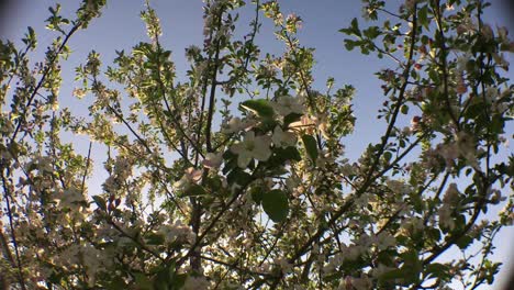 Flores-Blancas-En-El-árbol-Que-Sopla-La-Brisa