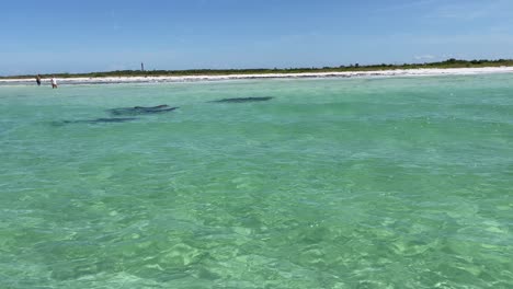 Eine-Delfingruppe-Schwimmt-Träge-Im-Kristallklaren-Strandwasser-Von-Florida