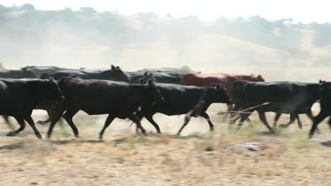Herd-of-black-Angus-cattle-running-in-circles