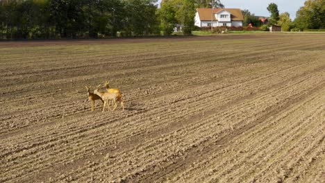Three-deers-walking-on-dirt-field