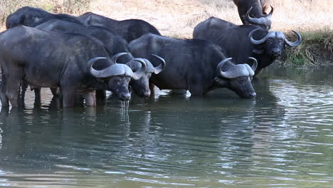 Eine-Familie-Erwachsener-Afrikanischer-Kapbüffel-Trinkt-Abwechselnd-Und-Hält-Ausschau-Nach-Der-Wasserstelle