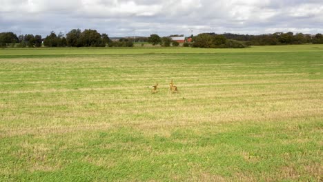 Three-deers-standing-on-grass-field-eating