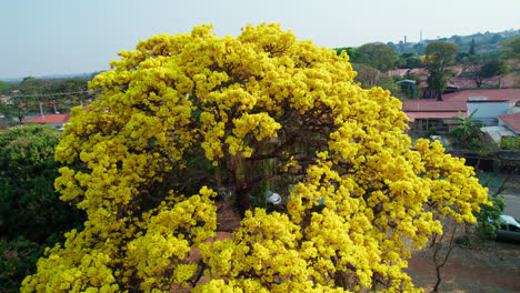 Aerial-circling-majestic-golden-trumpet-tree,-Brazil