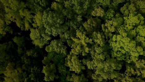 Drohnenflug-Mit-Direktem-Blick-Auf-Einen-Wald
