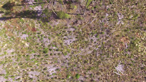 Aerial-overflight-footage-of-a-group-of-stand-trees-in-a-clearcut-logging-area-in-Finland