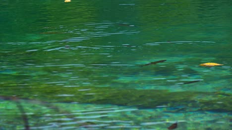 Aufnahmen-Von-Kleinen-Tropischen-Fischen,-Die-Im-Wunderschönen-Türkisfarbenen-Wasser-Schwimmen,-Umgeben-Von-Schmetterlingen