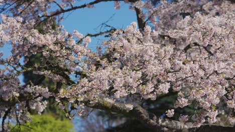 Cierre-Manual-De-Ramas-De-Cerezo-Con-Flores-Rosadas-Completamente-Florecidas-En-Primavera,-Vancouver,-Columbia-Británica,-Canadá