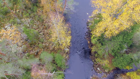Drone-hovering-above-a-beautiful-rapid-in-boreal-forest-in-autumn