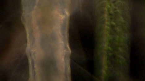 El-Anélido-Microscópico-Segmentado,-Stylaria