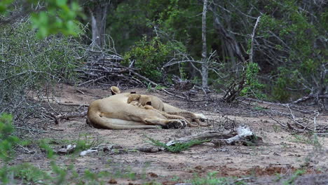 A-female-lion-rests-with-her-baby-cubs-as-they-feed-and-play