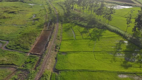 Luftaufnahme-Der-Muster-üppiger-Reisfelder-Im-Goldenen-Sonnenlicht-Afrikas
