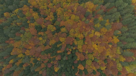 Colorfull-background-aerial-forest-in-autumn