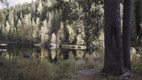An-Einem-Sonnigen-Herbstabend-In-Finnland-Um-Einen-Baum-Herumgehen,-Zu-Einem-Ruhigen-Fluss,-Umgeben-Von-Farbenfroher-Herbstnatur