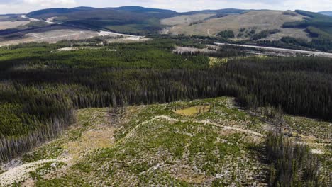 4K-Drone-Aerial-footage-of-a-forrest-that-has-been-logged,-clear-cut-and-replanted-next-to-a-highway