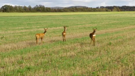 Three-deers-standing-on-grass-field.-CIRCLING-CLOCKWISE