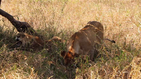 Eine-Löwin-Geht-Zu-Einem-Schattigen-Platz-Unter-Einem-Baum-Und-Legt-Sich-Neben-Ein-Paar-Andere-Löwinnen-Im-Serengeti-Nationalpark-In-Afrika,-Zeitlupe