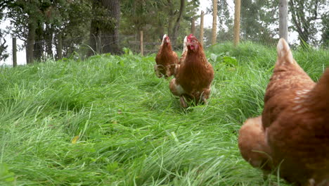 Free-range-chickens-walking-past-camera-in-green-enclosure